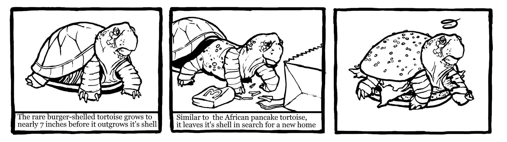 Pancake Tortoise